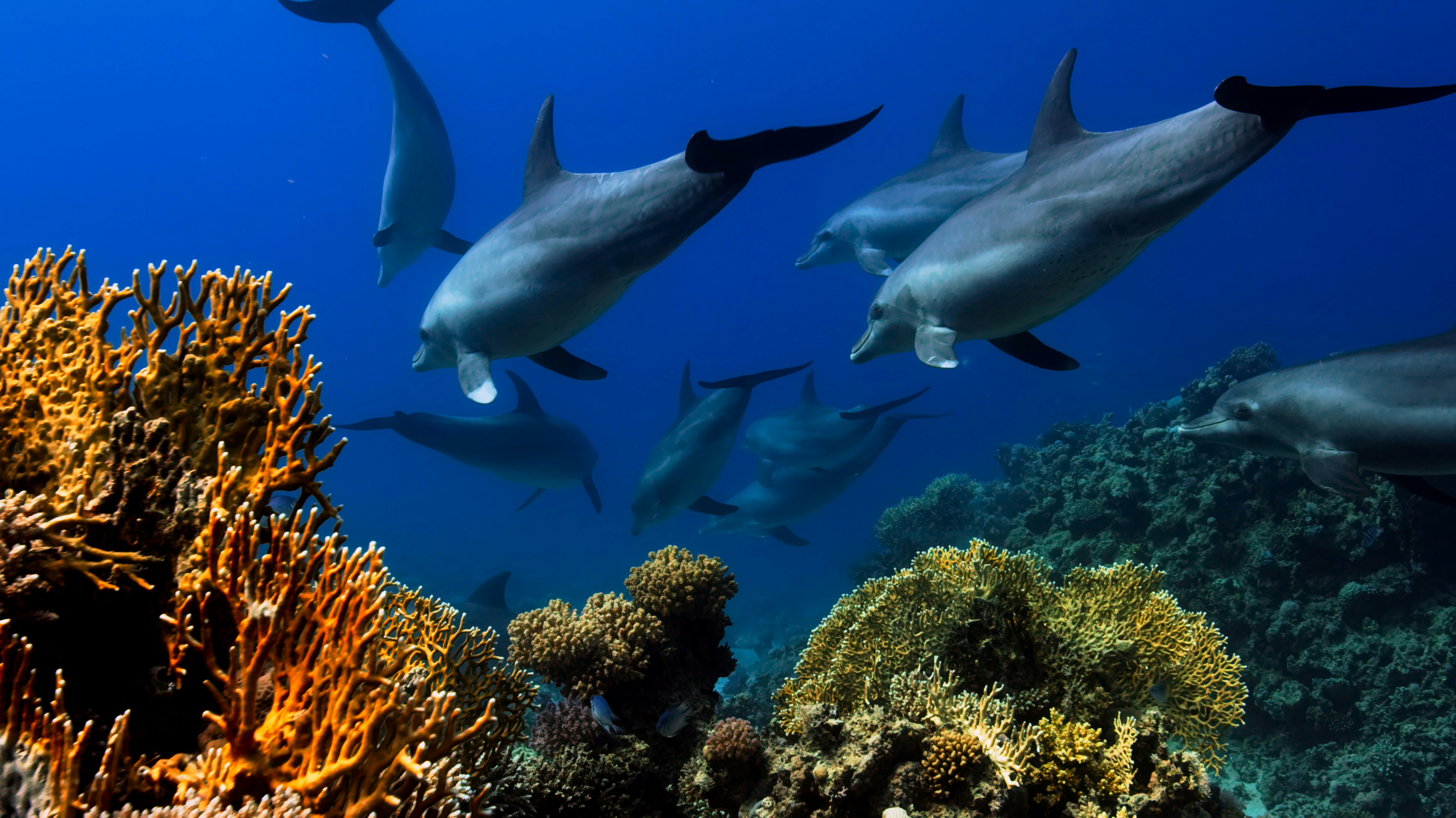 dolphins and coral