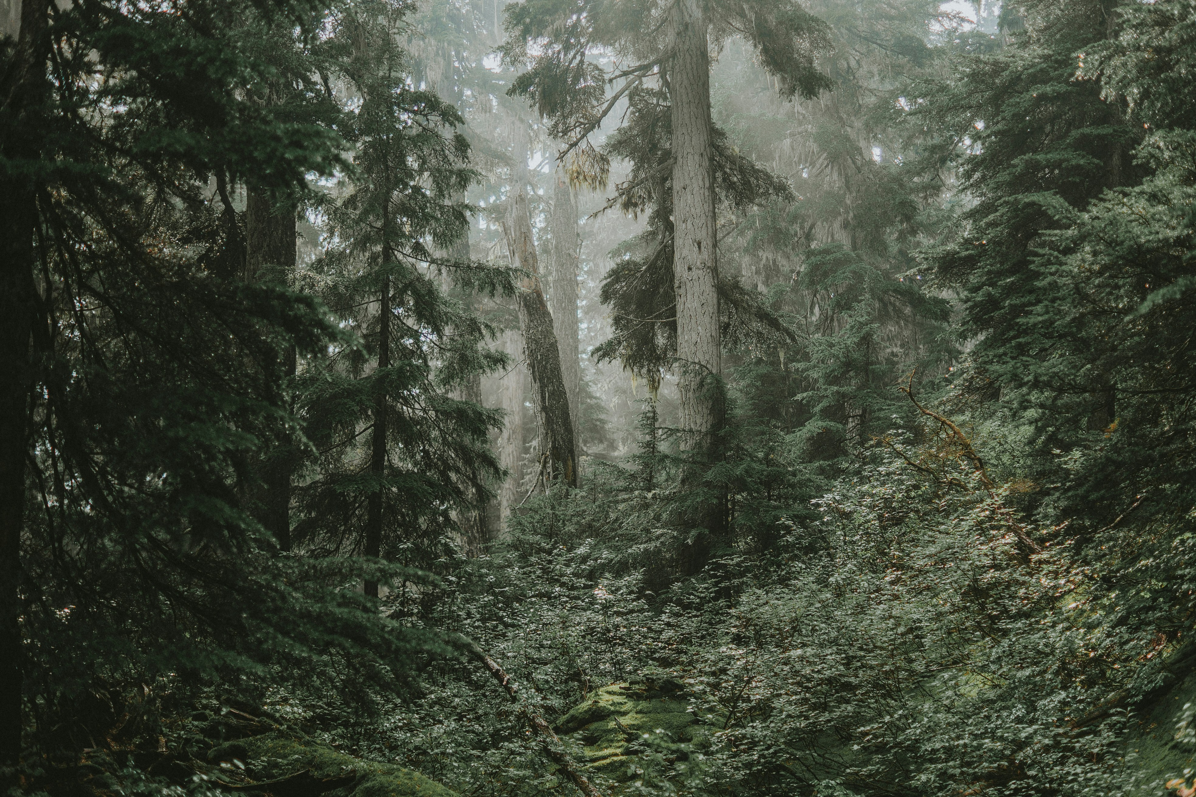 Forest