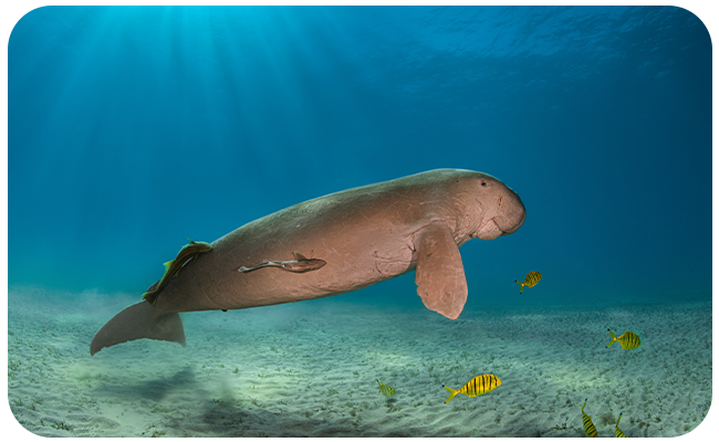 Dugong