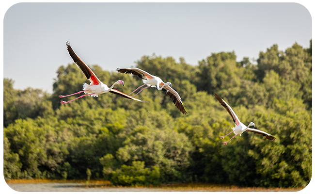 Environment Agency - Abu Dhabi
