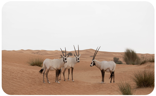 arabian oryx