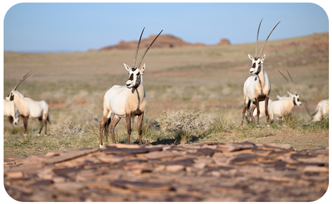 Arabian Oryx