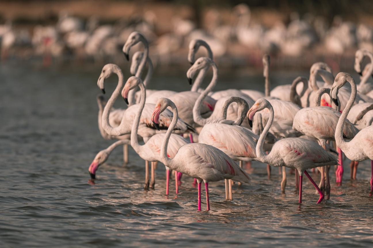 flamingos_uae