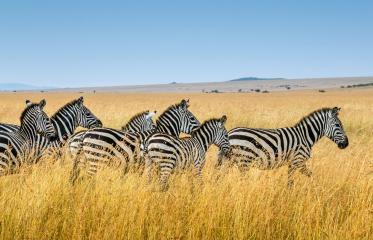 group of zebra walking on wheat field