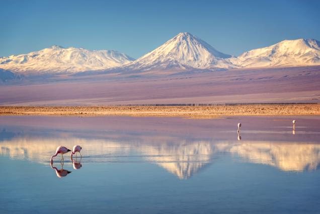 mountain_flamingoes