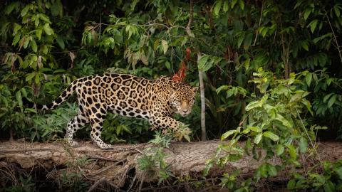 south american jaguar
