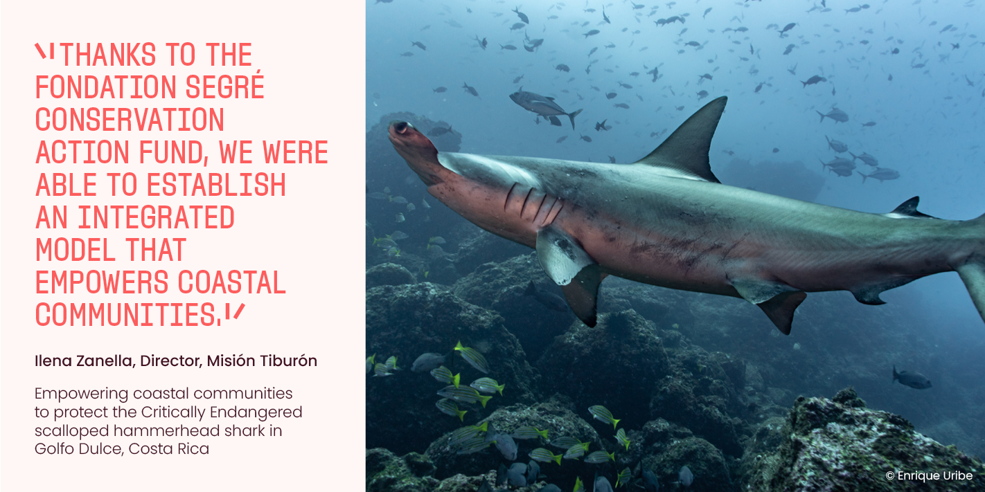 graphic with shark foundation segre quote