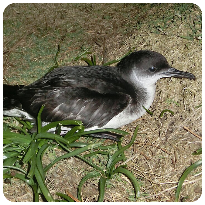 a Manx shearwater (Puffinus puffinus) 