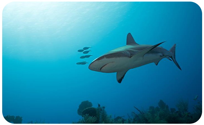 Silky shark