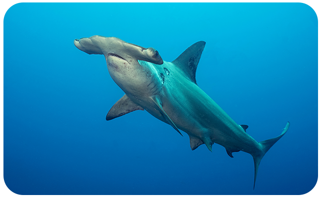 Hammerhead shark