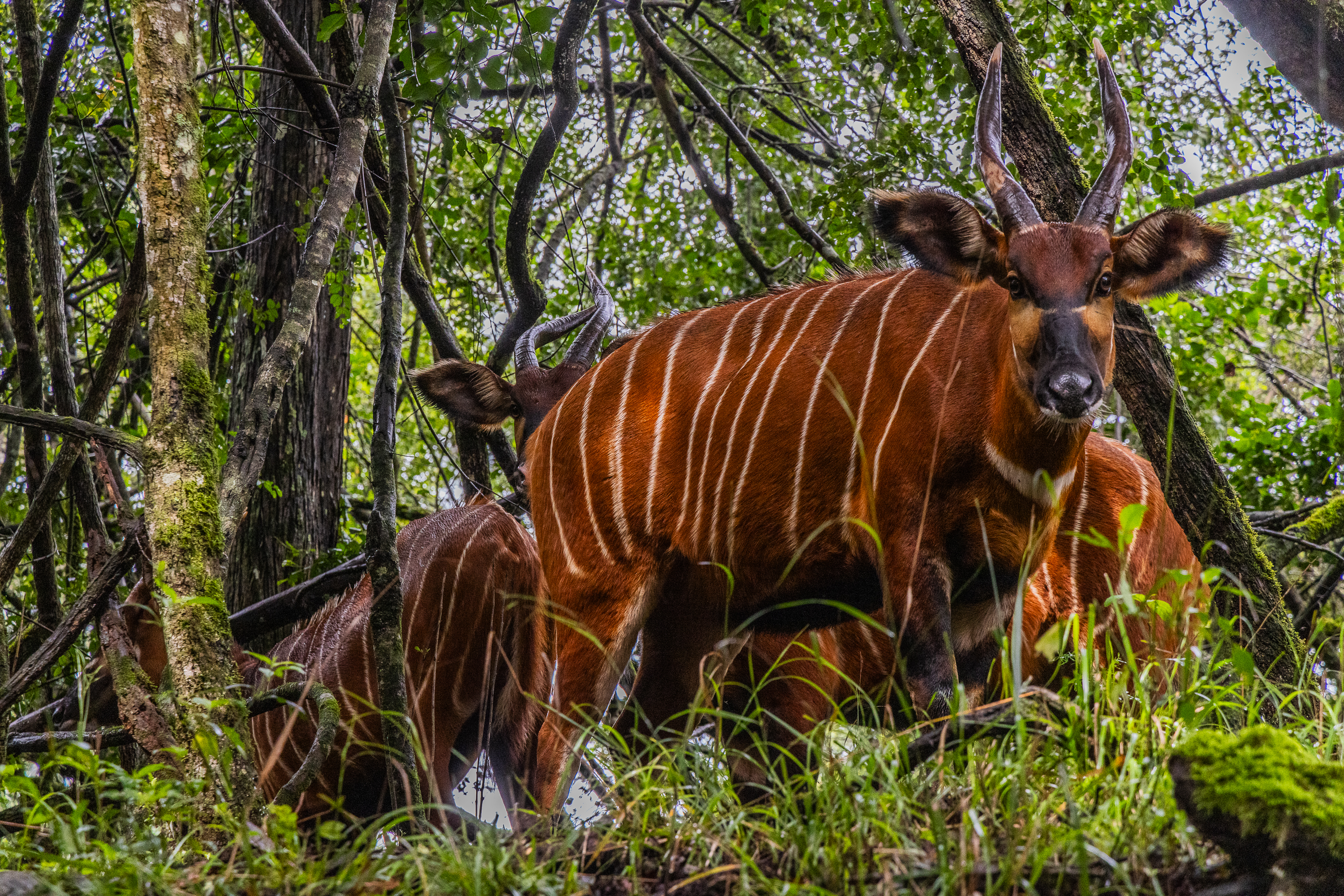 https://iucncongress2025.org/newsroom/all-news/humphrey-kariuki-named-iucn-patron-nature-world-conservation-congress
