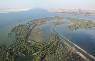 Mangroves in the United Arab Emirates