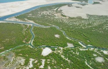 View from above of Abu Dhabi's mangrove forests