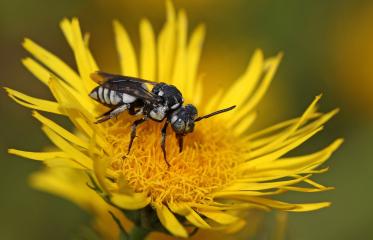 Longhorn-cuckoo bee (Triepeolus tristis) - Credit HENRIK GYURKOVICS