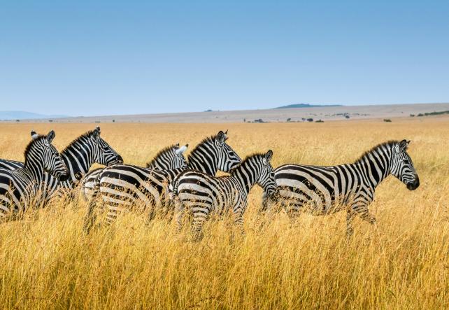 group of zebra walking on wheat field