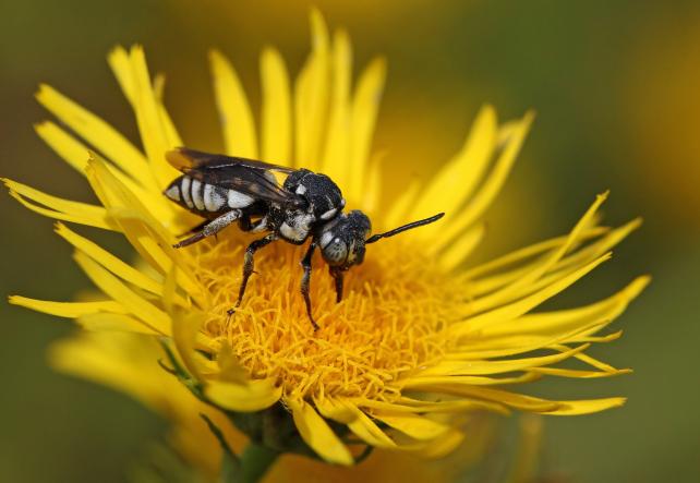 Longhorn-cuckoo bee (Triepeolus tristis) - Credit HENRIK GYURKOVICS