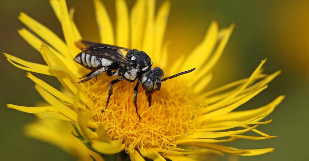 Mounting risks threaten survival of wild European pollinators – IUCN ...