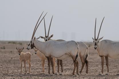 Oryx in the desert of the UAE