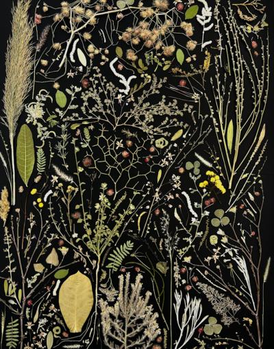 Botanical Wonders: A Journey Through Native Flora