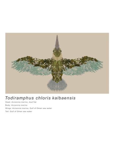 Todiramphus chloris kalbaensis sm.jpg