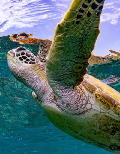 turtle