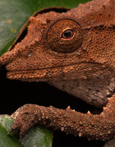 Undescribed pygmy chameleon from Mount Marata