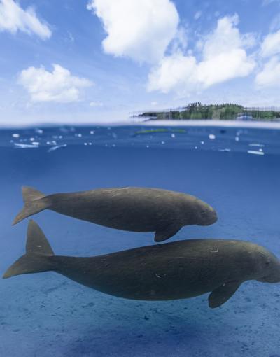 The Ocean Story