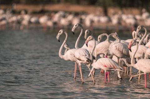 Flock of flamingos near a lake