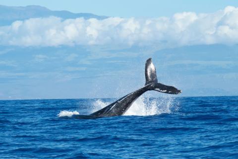 whale