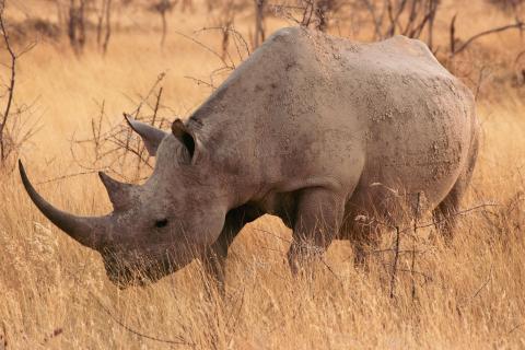 rhinoceros