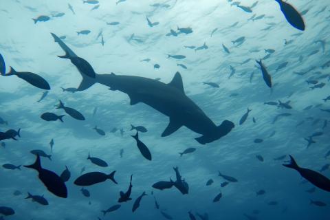 hammerhead shark