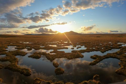 peatlands
