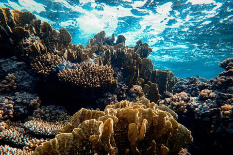 corals